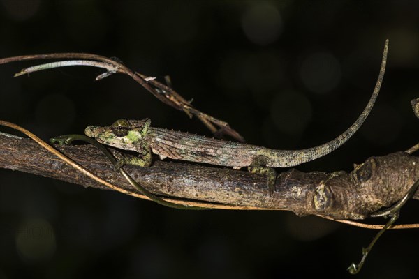 Fallax short-horn chameleon (Calumma fallax)