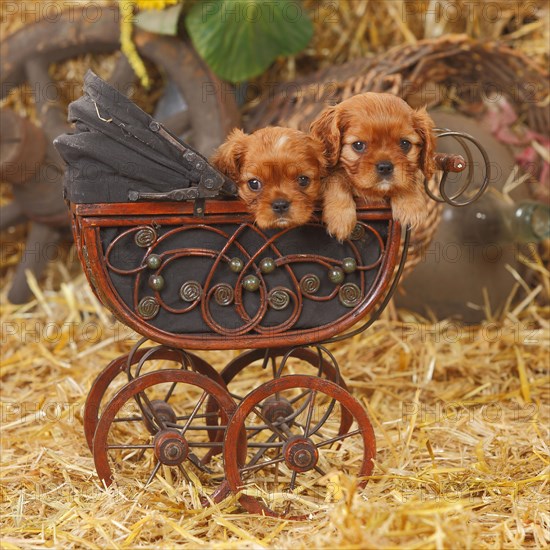 Cavalier King Charles Spaniel