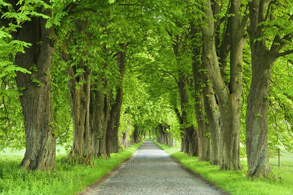 Chestnut avenue in spring