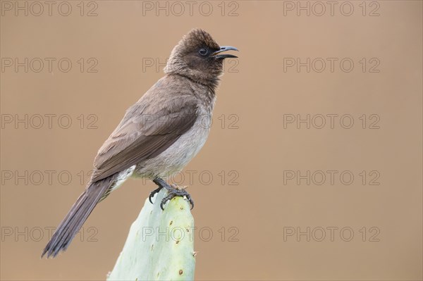 Common bulbul (Pycnonotus barbatus)