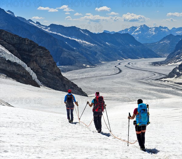 Alpinists on the rope cross the Jungfraufirn on the way to Konkordiaplatz