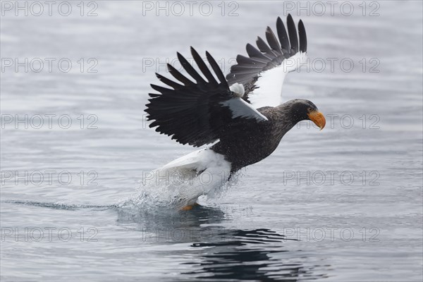 Rising Steller's sea eagle (Haliaeetus pelagicus) with prey