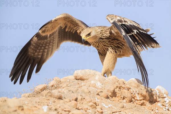 Eastern Imperial Eagle (Aquila heliaca)