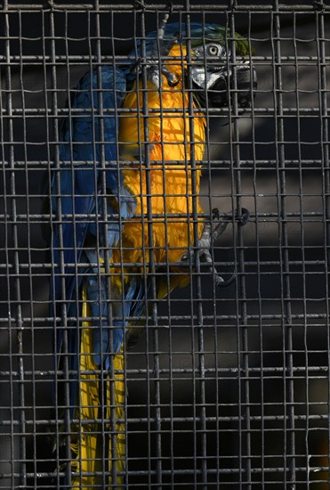 Blue and yellow macaw (Ara ararauna) behind bars in cage