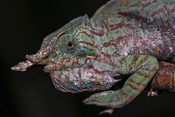 Biporn Chameleon (Furcifer balteatus)