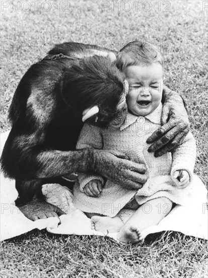Chimpanzee comforts a child