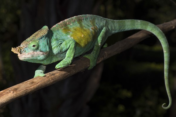 Parson's chameleon (Calumma parsonii cristifer)