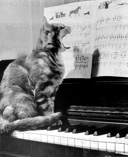 Cat on piano