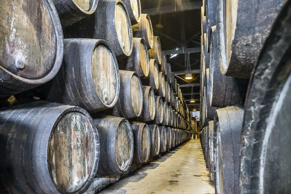 Plenty of port wine barrels in a wine cellar in Vila Nova de Gaia