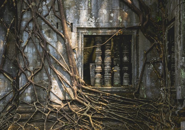 Tree root overgrown window of a Khmer temple ruin