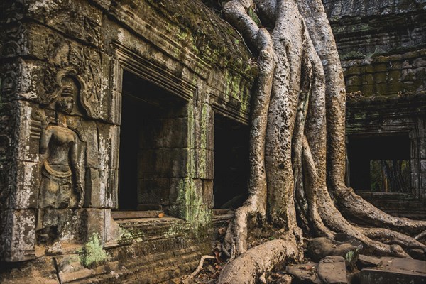 Huge roots of a tree (Tetrameles nudiflora) overgrowning ruins of Ta Prohm temple