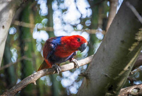 New Guinea red-sided eclectus parrot (Eclectus roratus polychloros)