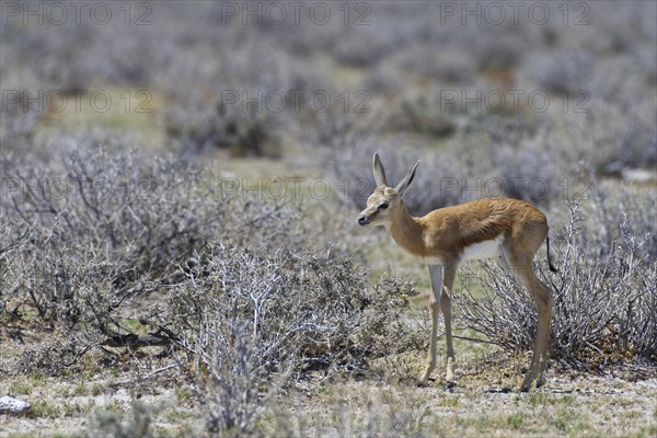 Young springbok (Antidorcas marsupialis) standing on arid grassland