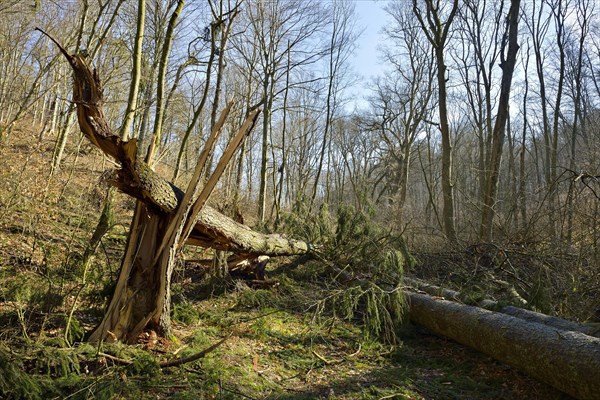 Broken spruce (ficus)