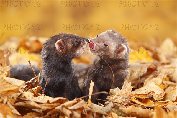 Two Ferrets (Mustela putorius forma domestica) in autumn leaves