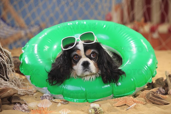 Cavalier King Charles Spaniel