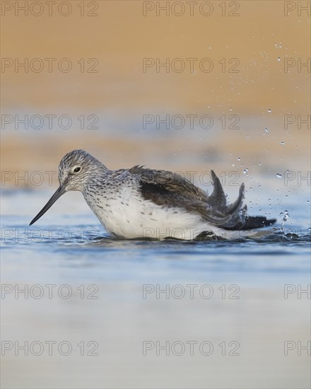 Common Greenshank (Tringa nebularia)