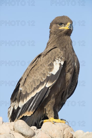 Steppe Eagle (Aquila nipalensis orientalis)