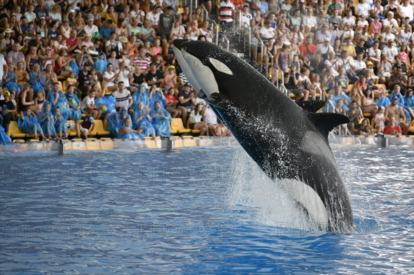 Two Killer whales (Orcinus orca) jumping synchronously