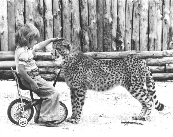 Boy strokes a cheetah