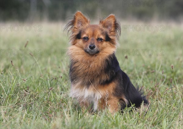 Papillon Yorkshire Mongrel