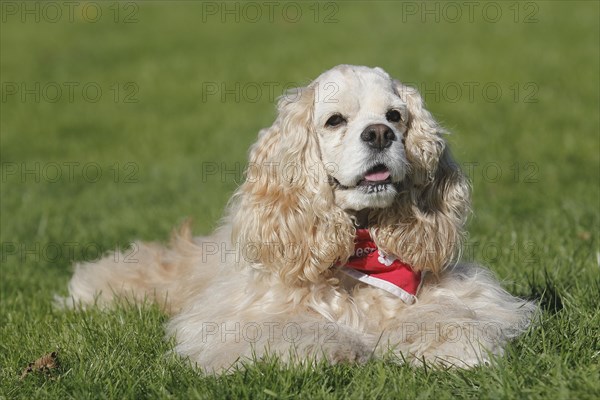 American Cocker Spaniel bitch 7 years old in red and white lies on the meadow