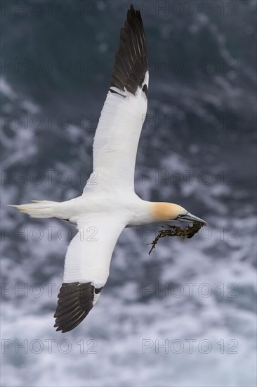 Northern Gannet (Morus bassanus)