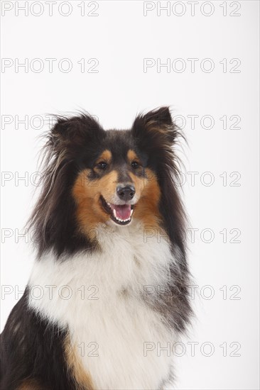 Longhair collie