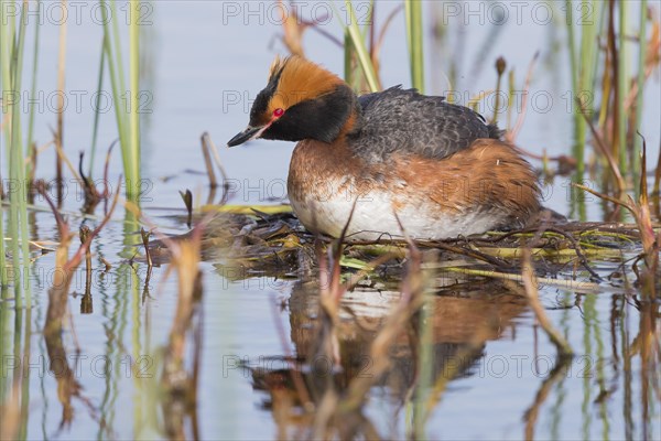 Horned Grebe (Podiceps auritus)