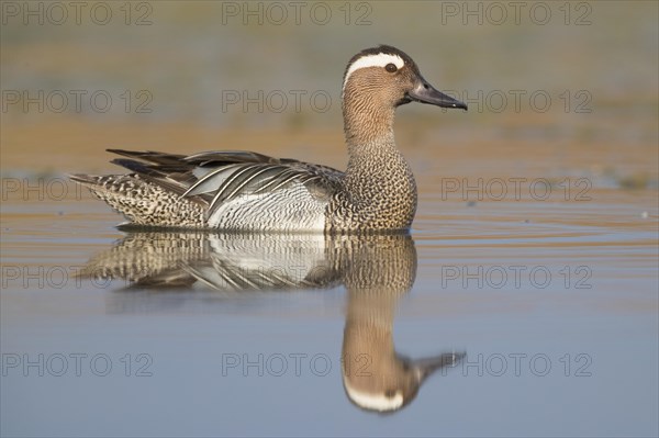 Garganey (Anas querquedula)