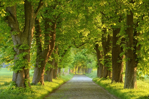 Chestnut avenue in the morning light