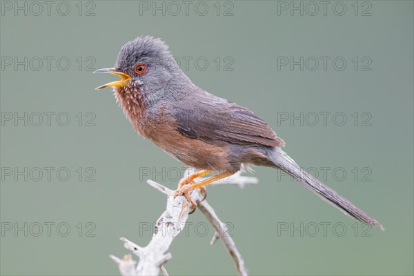 Dartford Warbler (Sylvia undata)