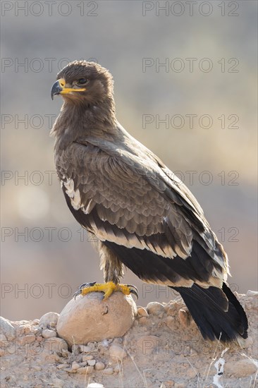 Steppe Eagle (Aquila nipalensis orientalis)