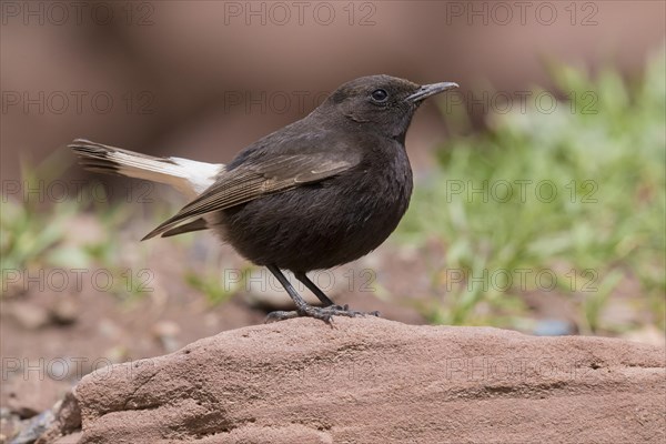 Black Wheatear (Oenanthe leucura syenitica)