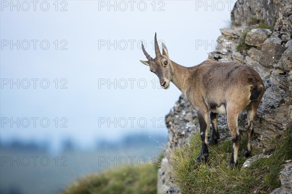 Alpine Ibex (Capra ibex) on a slope