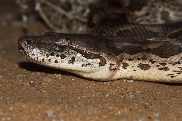 Madagascar Carboa (Acrantophis dumerili)