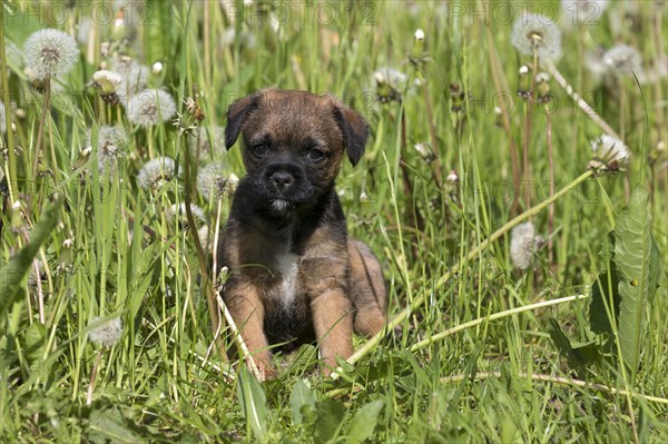 Border Terrier Puppy