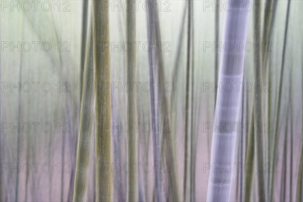 Bamboo Forest