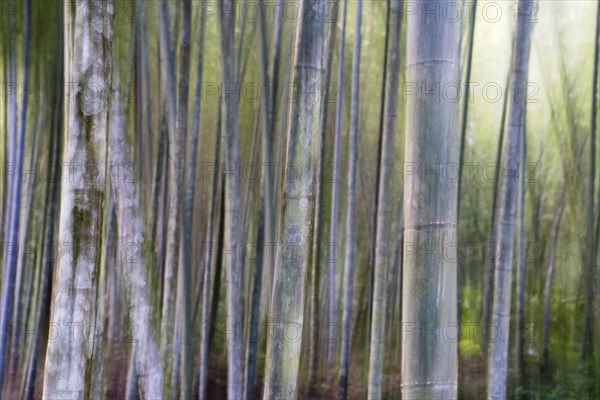 Bamboo Forest