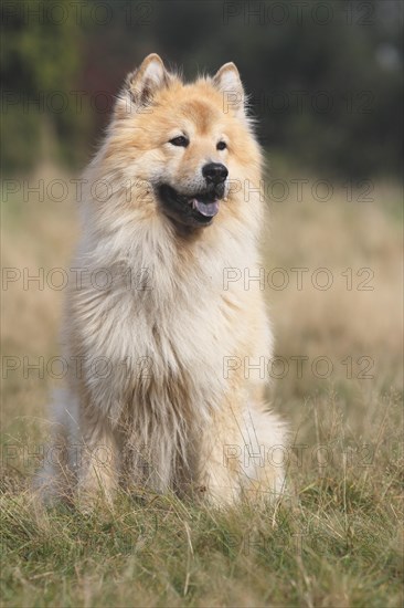 Eurasier