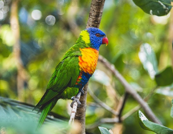 Swainson's Lorikeet (Trichoglossus haematodus moluccanus) sits on branch