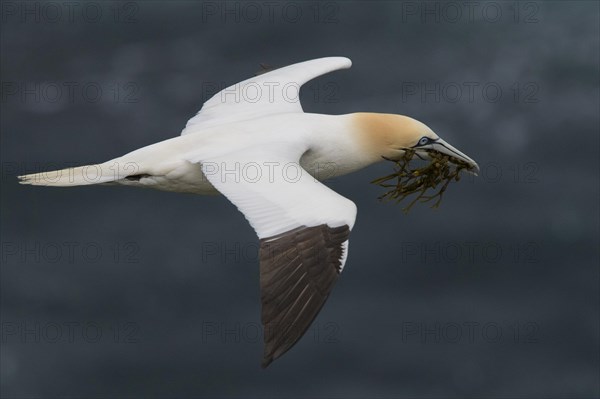 Northern Gannet (Morus bassanus)