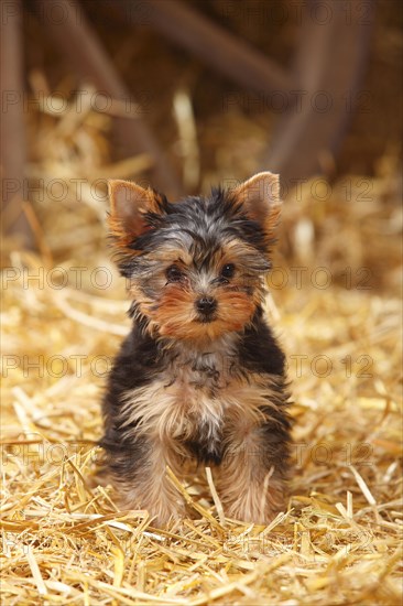 Yorkshire Terrier