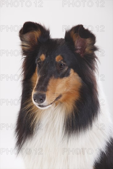 Longhair collie