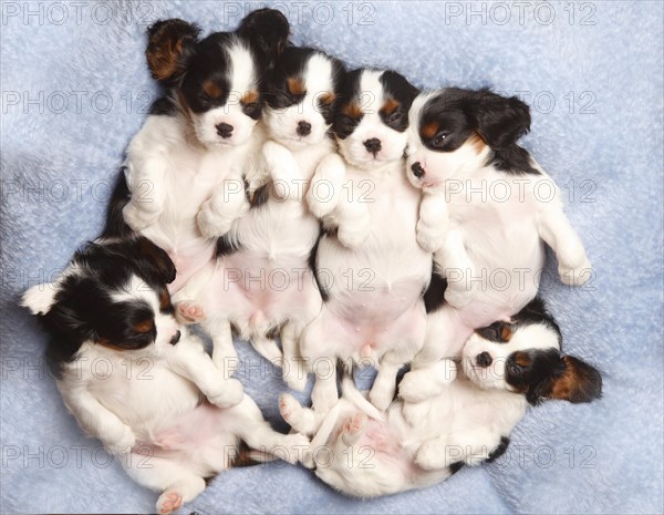 Cavalier King Charles Spaniel