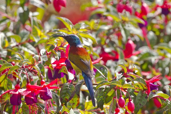 Green-tailed Sunbird (Aethopyga nipalensis)