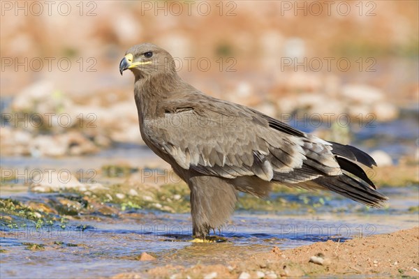 Steppe Eagle (Aquila nipalensis orientalis)