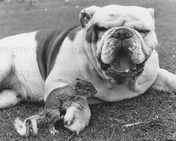 Bulldog and squirrel