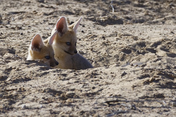 Cape foxes (Vulpes chama)