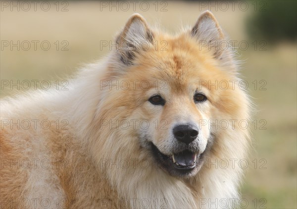 Eurasier